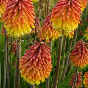 Kniphofia uvaria